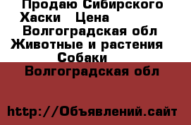 Продаю Сибирского Хаски › Цена ­ 30 000 - Волгоградская обл. Животные и растения » Собаки   . Волгоградская обл.